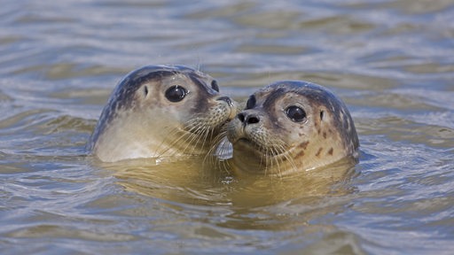 Zwei junge Seehunde schwimmen in der Nordsee.