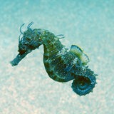 Ein Seepferdchen unter Wasser