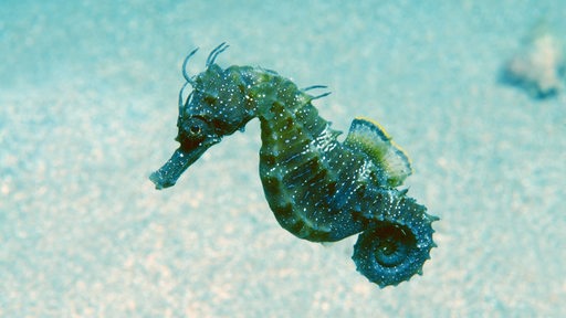 Ein Seepferdchen unter Wasser