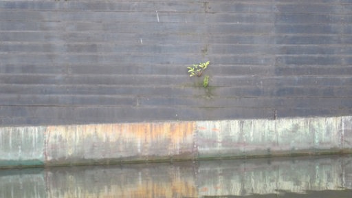 Eine Pflanze wächst an einer Schiffswand.