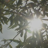 Durch Blätter und Äste lucken Sonnenstrahlen durch.