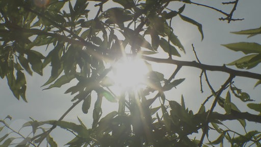Durch Blätter und Äste lucken Sonnenstrahlen durch.