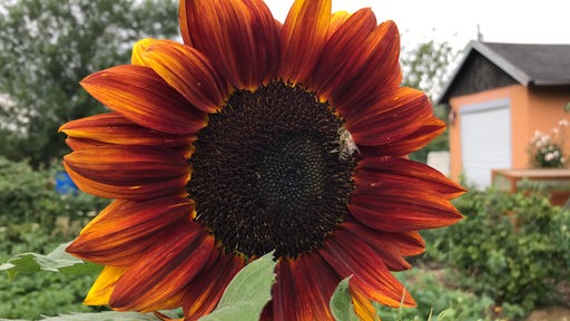 Die Blüte einer rötlichen Sonnenblume mit Biene