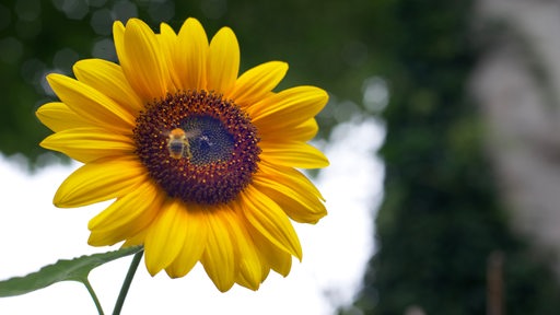 Blüte einer Sonnenblume mit Biene im Anflug