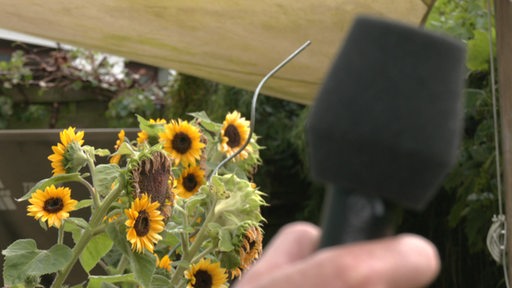 Sonnenblumen in einem Garten in Bremen. 