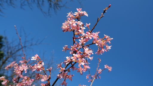 Die rosa farbenen Blüten eines Mandelbaums vor blauem Himmel
