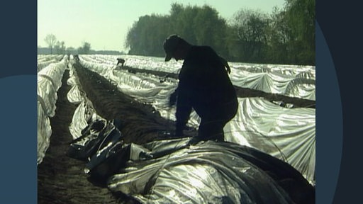 Ein Spargel-Erntehelfer bei der Arbeit auf einem Feld.