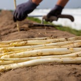 Eine Person erntet Spargel.