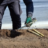 Erntehelfe erntet auf einem Feld den ersten Spargel (Archivbild)