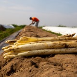 Frisch geernteter Spargel liegt auf einem Spargelfeld, im Hintergrund ein Mann bei Spargelstechen.