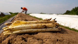 Frisch geernteter Spargel liegt auf einem Spargelfeld, im Hintergrund ein Mann bei Spargelstechen.