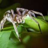 Eine sogenannte Bananenspinne der Spinnengattung Phoneutria sitzt auf einem Blatt
