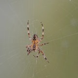 Eine Spinne hängt in ihrem Spinnennetz.