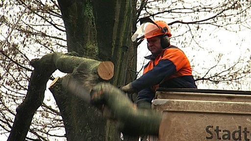 Ein Mitarbeiter von Stadtgrün Bremen fällt einen Baum