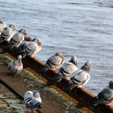 Tauben sitzen am Weserufer in Bremen-Vegesack.