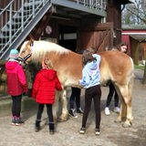 Mehrere Kinder putzen gemeinsam ein Haflinger-Pony auf der Stadtteilfarm in Bremen Huchting.