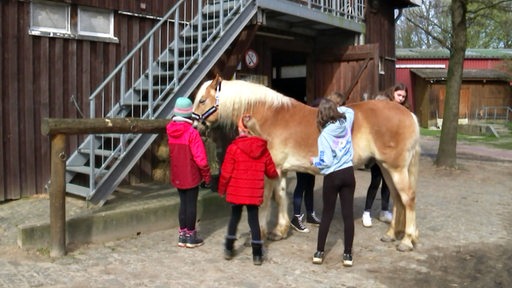 Mehrere Kinder putzen gemeinsam ein Haflinger-Pony auf der Stadtteilfarm in Bremen Huchting.