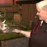 Eine Person ist auf einer Farm und füttert eine Ziege.