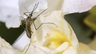 Stechmücke (Culicidae Arten) auf weißer Blüte