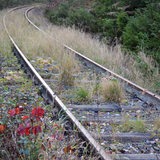 Auf dem Bild sind überwucherte Bahnschienen zu sehen