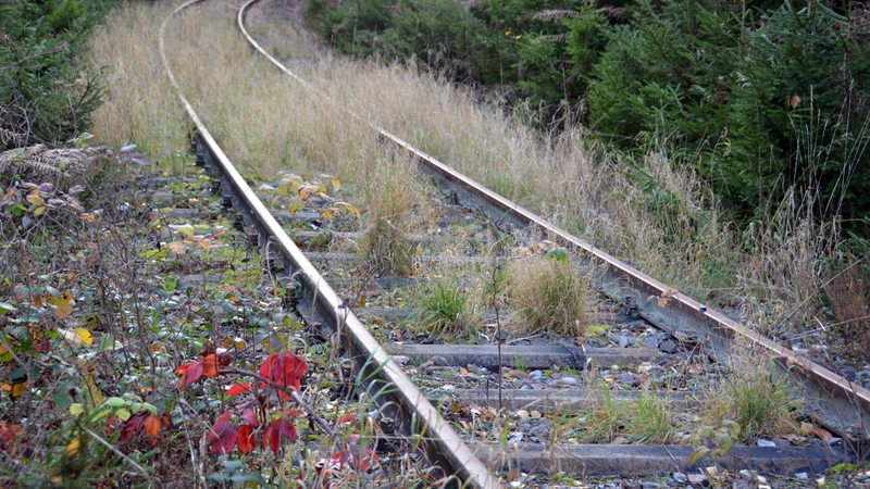 Auf dem Bild sind überwucherte Bahnschienen zu sehen
