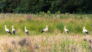 Störche sind in der Nähe der Storchenpflegestation Wesermarsch auf einer Wiese.