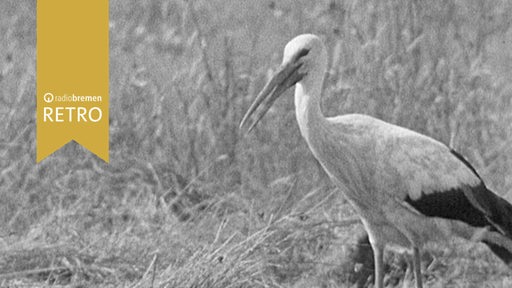 Storch steht auf einer Wiese