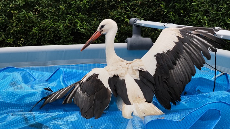 Ein Storch sitzt in einem Pool.
