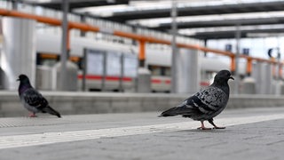 Tauben stehen auf einem Bahnsteig.