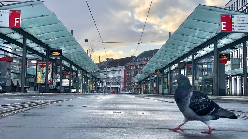 Eine Taube läuft über Straßenbahngleise am Bremer Hauptbahnhof.