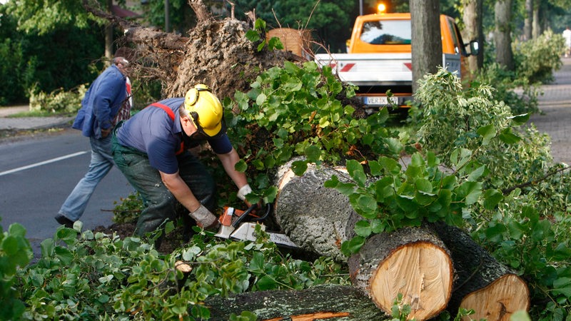 Ein Arbeiter zersägt einen enen umgestürzten Baum mit einer Motorsäge. 