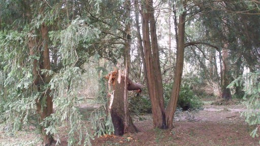 Ein umgeknickter Baum im Bremer Bürgerpark.