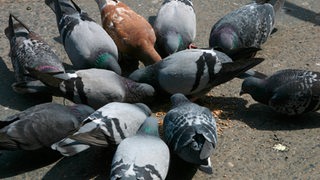 Eine Gruppe Tauben pickt Körner von der Straße auf.