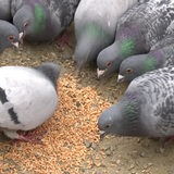 Eine Gruppe Tauben frisst an einer Futterstelle in der Bremer Innenstadt.