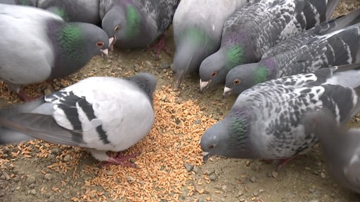 Eine Gruppe Tauben frisst an einer Futterstelle in der Bremer Innenstadt.