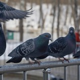 Tauben sitzen in einer Stadt auf einem Brückengeländer (Symbolbild)