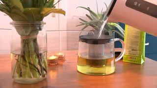 Mit einem Wasserkocher wird eine Kanne Tee aufgegossen.