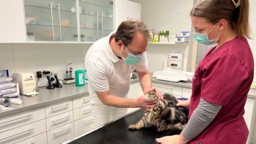 Katze wird von einem Tierarzt und einer Arzthelferin behandelt