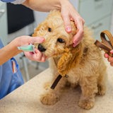 Ein Cockapoo Welpe wird beim Tierarzt in seiner Praxis allgemein untersucht und erhält danach seine notwendigen Impfungen.