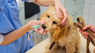 Ein Cockapoo Welpe wird beim Tierarzt in seiner Praxis allgemein untersucht und erhält danach seine notwendigen Impfungen.