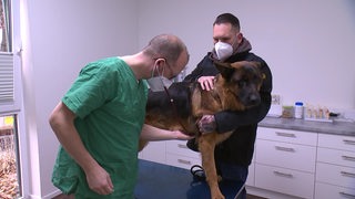 Ein Schäferhund und sein Herrchen beim Tierarzt. Der Tierarzt untersucht den Bauch des Hundes.