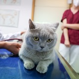 Eine Katze wird in einer Tierarztpraxis behandelt.