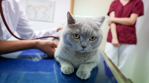 Eine Katze wird in einer Tierarztpraxis behandelt.