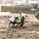 Bentheimer Ferkelwurf im Bürgerpark in Bremen 2023
