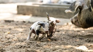 Bentheimer Ferkelwurf im Bürgerpark in Bremen 2023