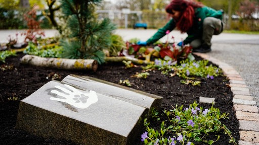 Eine Friedhofsgärtnerin arbeitet auf dem Friedhofsgelände an einem Grabfeld für Menschen und Tiere.