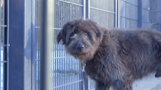 Ein zerzauster Hund hinter Gittern.