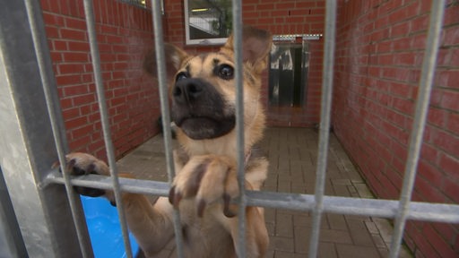 Ein Hund schaut neugierig durch die Gitterstäbe seines Zwingers im Bremer Tierheim