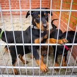 Hunde hinter Gittern im Bremer Tierheim. 