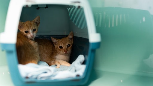 Die beiden Kater "Stöpsel" und "Flitzi" sitzen in einer Transportbox auf der Katzenquarantäne-Station im Tierheim Burgdorf. Bundesweit gibt es mindestens zwei Millionen Straßenkatzen.